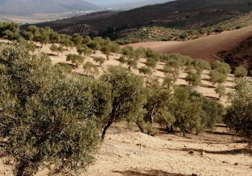 Properties in Sierra de Yeguas