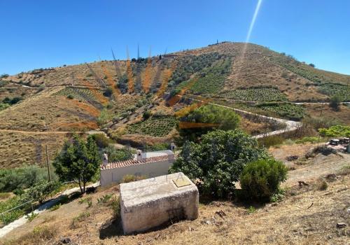 Properties in Sedella
