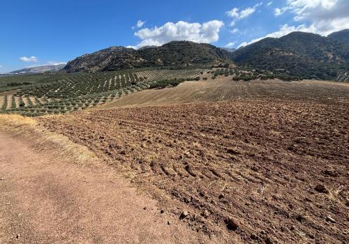Properties in Villanueva del Rosario