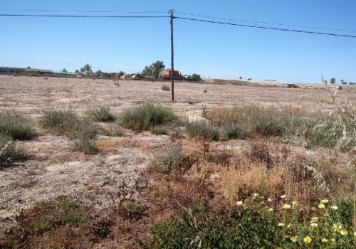 Plots in Elche