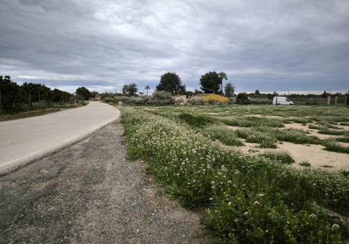 Plots in Elche
