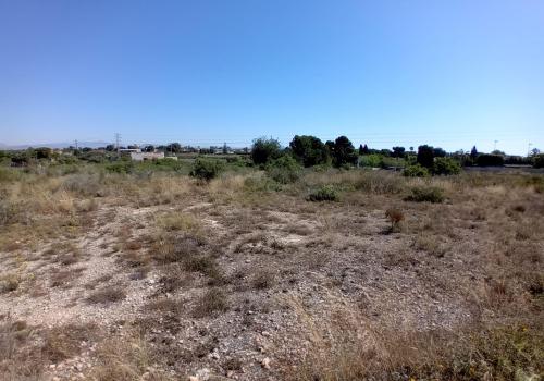 Plots in Elche