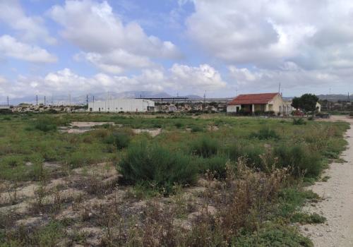 Plots in Elche
