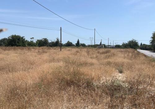 Plots in Elche