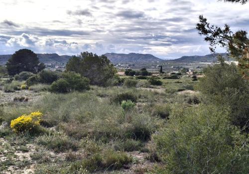 Plots in Elche