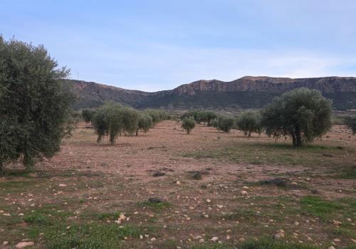 Building Sites in Jumilla