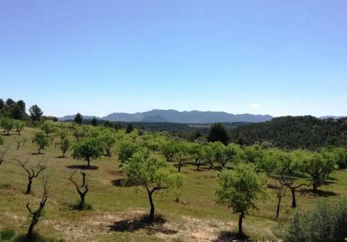 Lands in Arens de Lledó