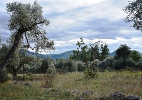 Properties in Valderrobres