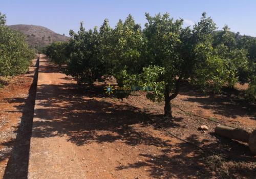 Plot for sale in Oliva pueblo - PNPT267