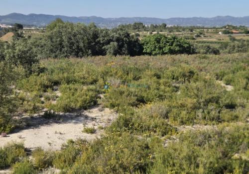 Plots in Valencia