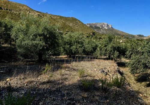 Plots in Alicante