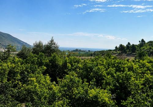 Plots in Alicante